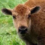 Creamery Brook Bison photo