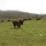 Creamery Brook Bison photo