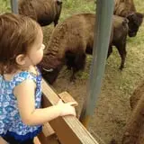 Creamery Brook Bison photo