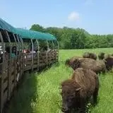 Creamery Brook Bison photo