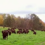 Creamery Brook Bison photo
