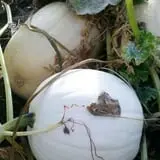 Gau-Sco Farm photo