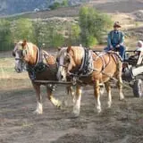 Gau-Sco Farm photo