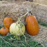 Gau-Sco Farm photo
