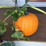 Gau-Sco Farm photo