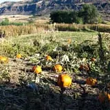 Gau-Sco Farm photo