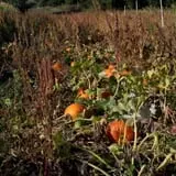 Gau-Sco Farm photo