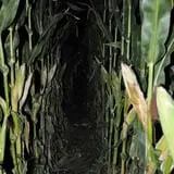 Gau-Sco Farm photo