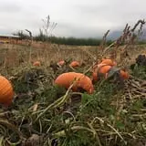 Gau-Sco Farm photo