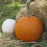 Gau-Sco Farm photo