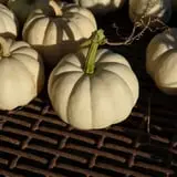 Kroul Farms photo