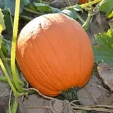 Kroul Farms photo