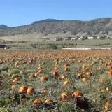 Denver Botanic Gardens Pumpkin Festival photo