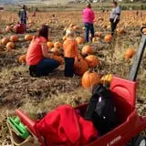 Denver Botanic Gardens Pumpkin Festival photo