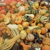 Riverside Farm Stand & Greenhouse photo