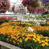 Riverside Farm Stand & Greenhouse photo