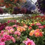 Riverside Farm Stand & Greenhouse photo