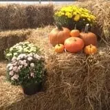 Riverside Farm Stand & Greenhouse photo
