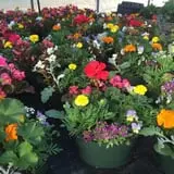 Riverside Farm Stand & Greenhouse photo