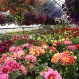 Riverside Farm Stand & Greenhouse photo