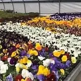 Riverside Farm Stand & Greenhouse photo