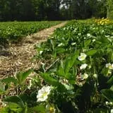 Riverside Farm Stand & Greenhouse photo