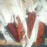Haunted Hayride & Trail at Cedarburg Creek Farm photo