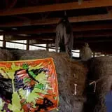 Haunted Halloween at Red Ridge Ranch photo