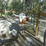Blase Family Farm Pumpkin Patch photo