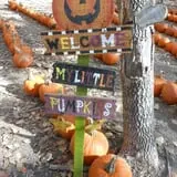 Blase Family Farm Pumpkin Patch photo