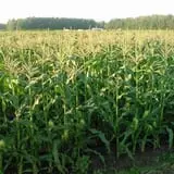 Greg's U-Pick Farm photo