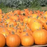Greg's U-Pick Farm photo