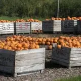 Greg's U-Pick Farm photo