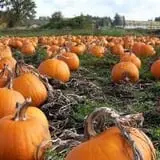 Greg's U-Pick Farm photo
