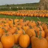 Greg's U-Pick Farm photo