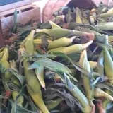 Greg's U-Pick Farm photo