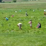 Greg's U-Pick Farm photo