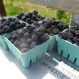 Greg's U-Pick Farm photo