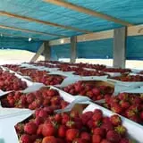 Greg's U-Pick Farm photo
