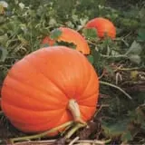 DeMeritt Hill Farm Pumpkin Patch & Hayride photo
