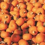 DeMeritt Hill Farm Pumpkin Patch & Hayride photo