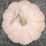 Mr. Gourdman's Pumpkin Patch photo