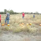 Mr. Gourdman's Pumpkin Patch photo