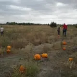 Mr. Gourdman's Pumpkin Patch photo