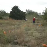 Mr. Gourdman's Pumpkin Patch photo