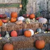 Mr. Gourdman's Pumpkin Patch photo