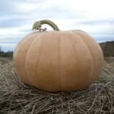 Mr. Gourdman's Pumpkin Patch photo