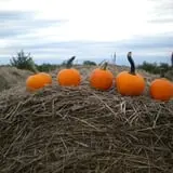 Mr. Gourdman's Pumpkin Patch photo