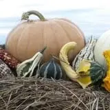 Mr. Gourdman's Pumpkin Patch photo