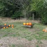 Mr. Gourdman's Pumpkin Patch photo